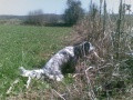 Setter Anglais ALDIMIS ALA Setter Anglais ALDIMIS ALA